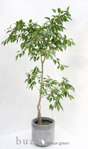 フィカス ストリクタ 希少 送料無料 フィカス・ストリクタ